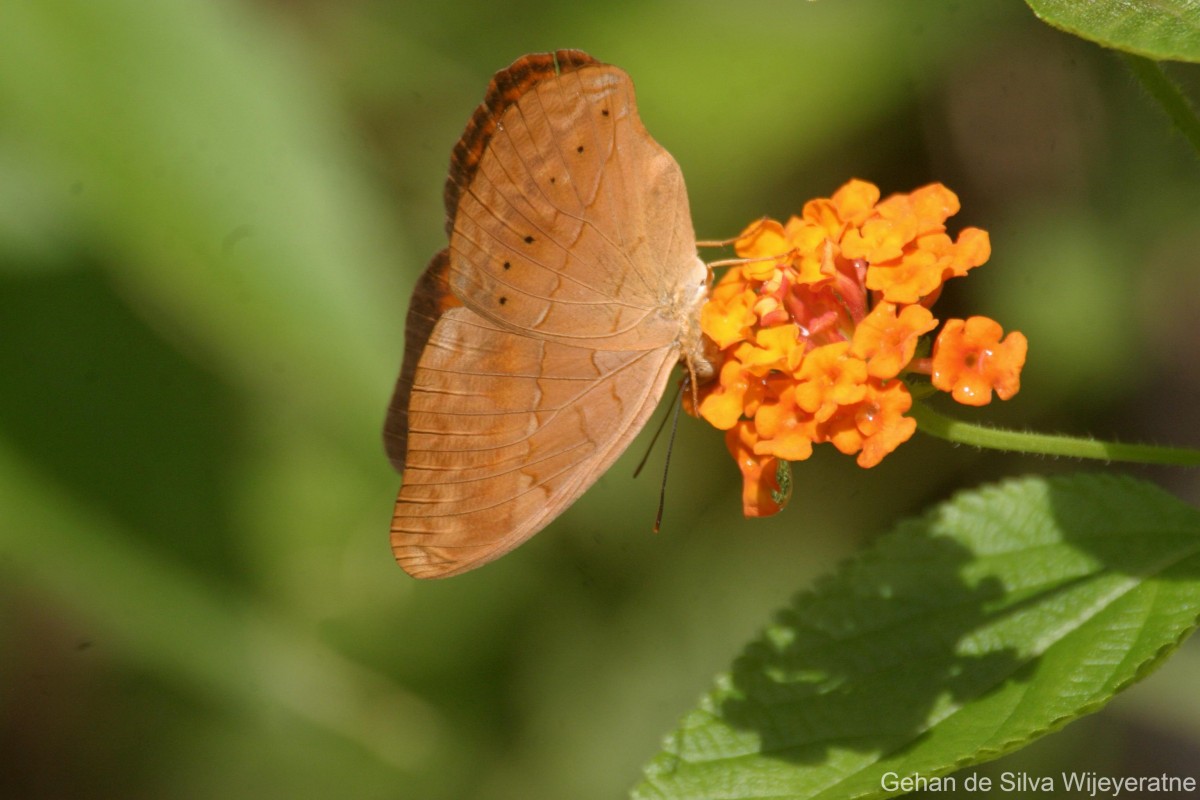 Cirrochroa thais  Fabricius, 1787